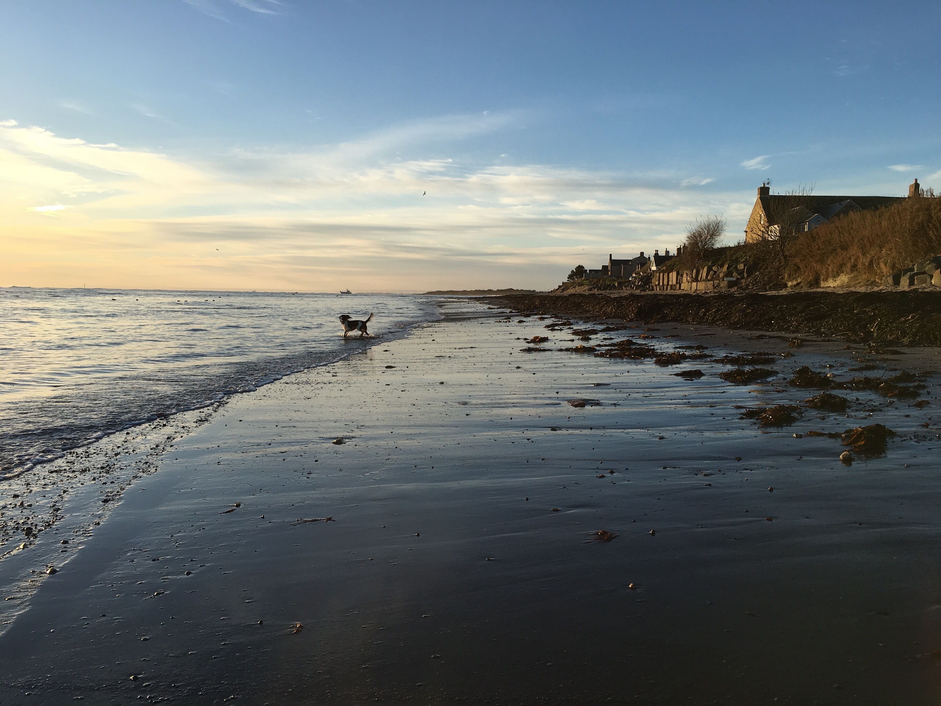 Een strand met een hond die langs de kust rent, een boot in de verte en een gebouw aan de rechterkant.