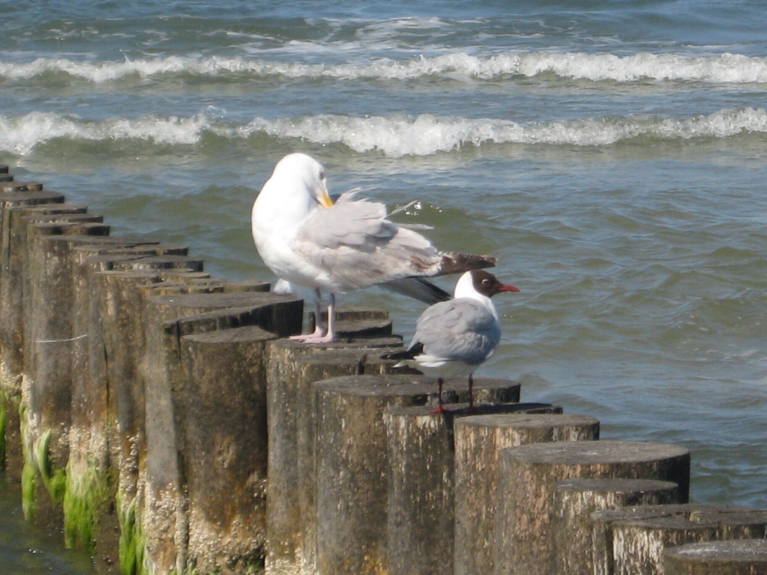 Two birds on a wooden pier with waves in the background.