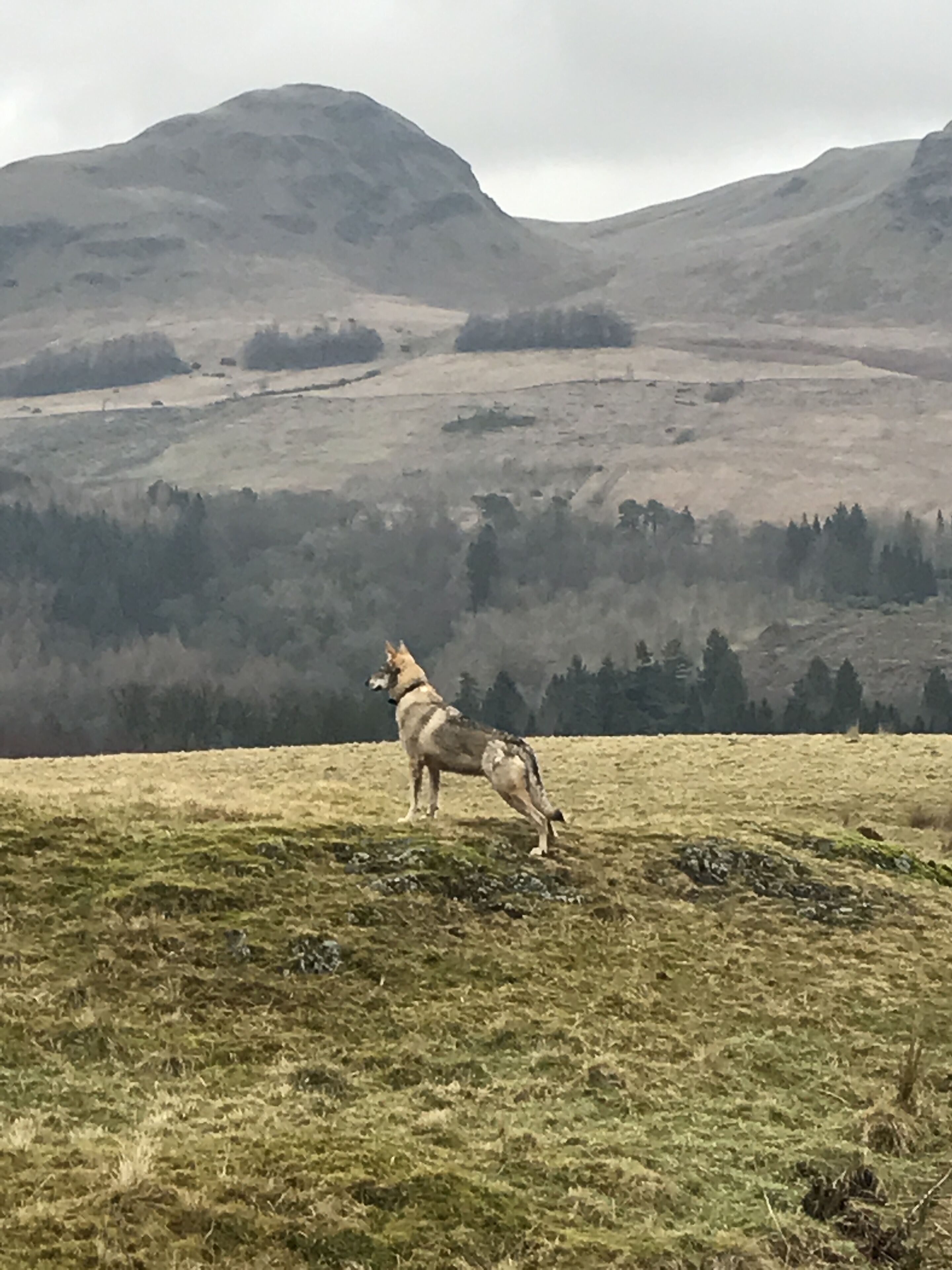 Foto - The West Highland Way Hotel and Retreat Accommodation