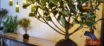 Savassi Hostel Loft