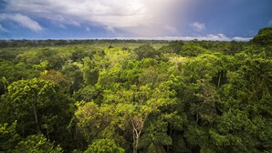 A dense forest landscape with a variety of tree species and a clear sky.