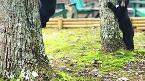 Two bears climbing trees in a forested area with a cabin in the background. - AUTHENTIC, Rustic, Cute, Cozy and close to everything! Real Cabin in the woods! (Pigeon Forge)
