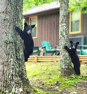 Property grounds - 10 Miles from everything! Private, secluded & intimate getaway in the Mountains! (Pigeon Forge)