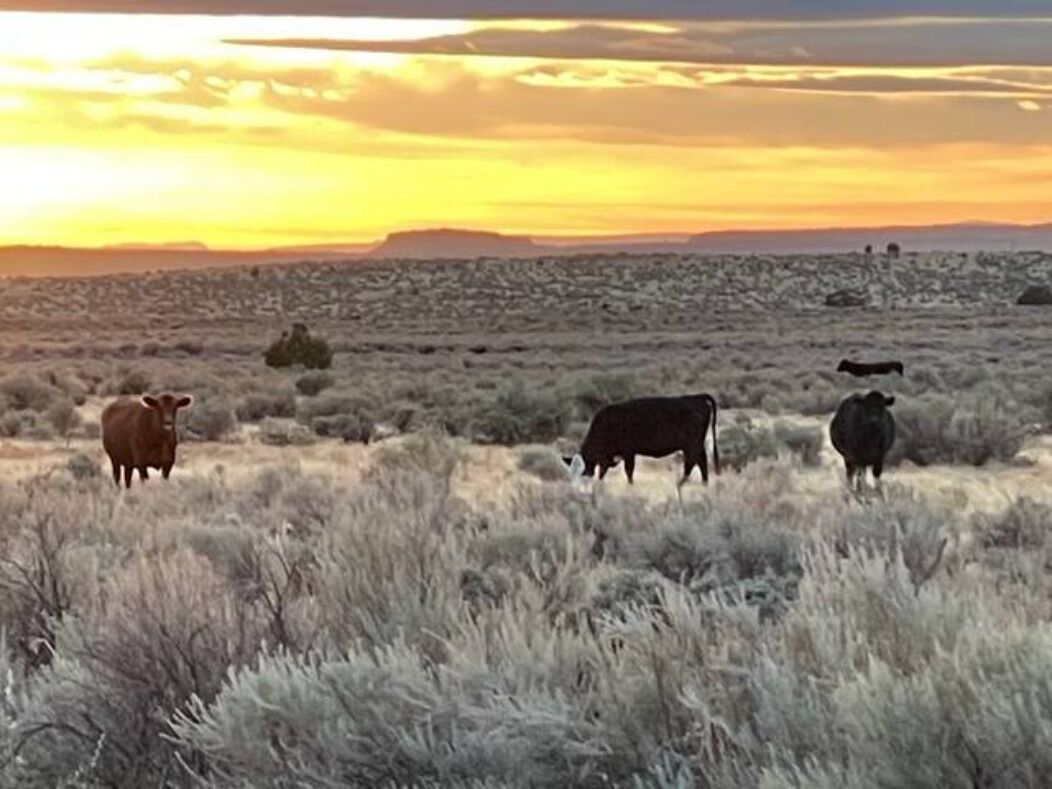 A field with cattle grazing during sunset.