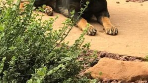 Un chien allongé sur une surface en béton, entouré de verdure.