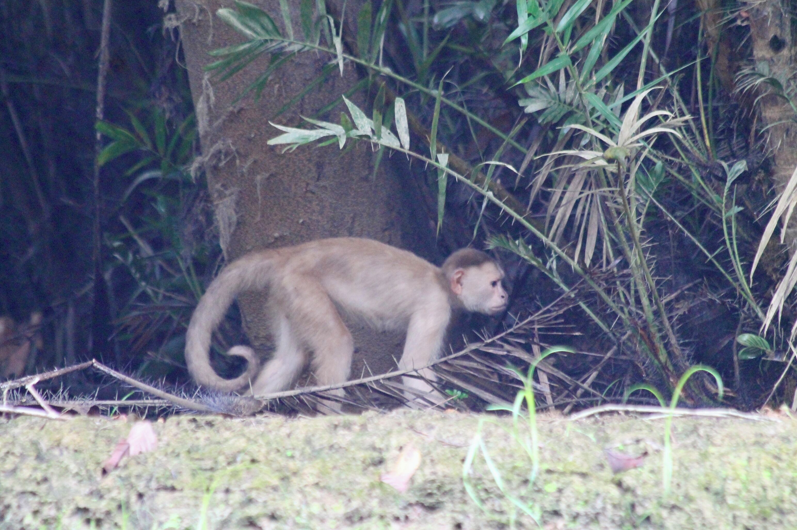 A monkey on a branch in a natural setting with dense foliage and a tree trunk.