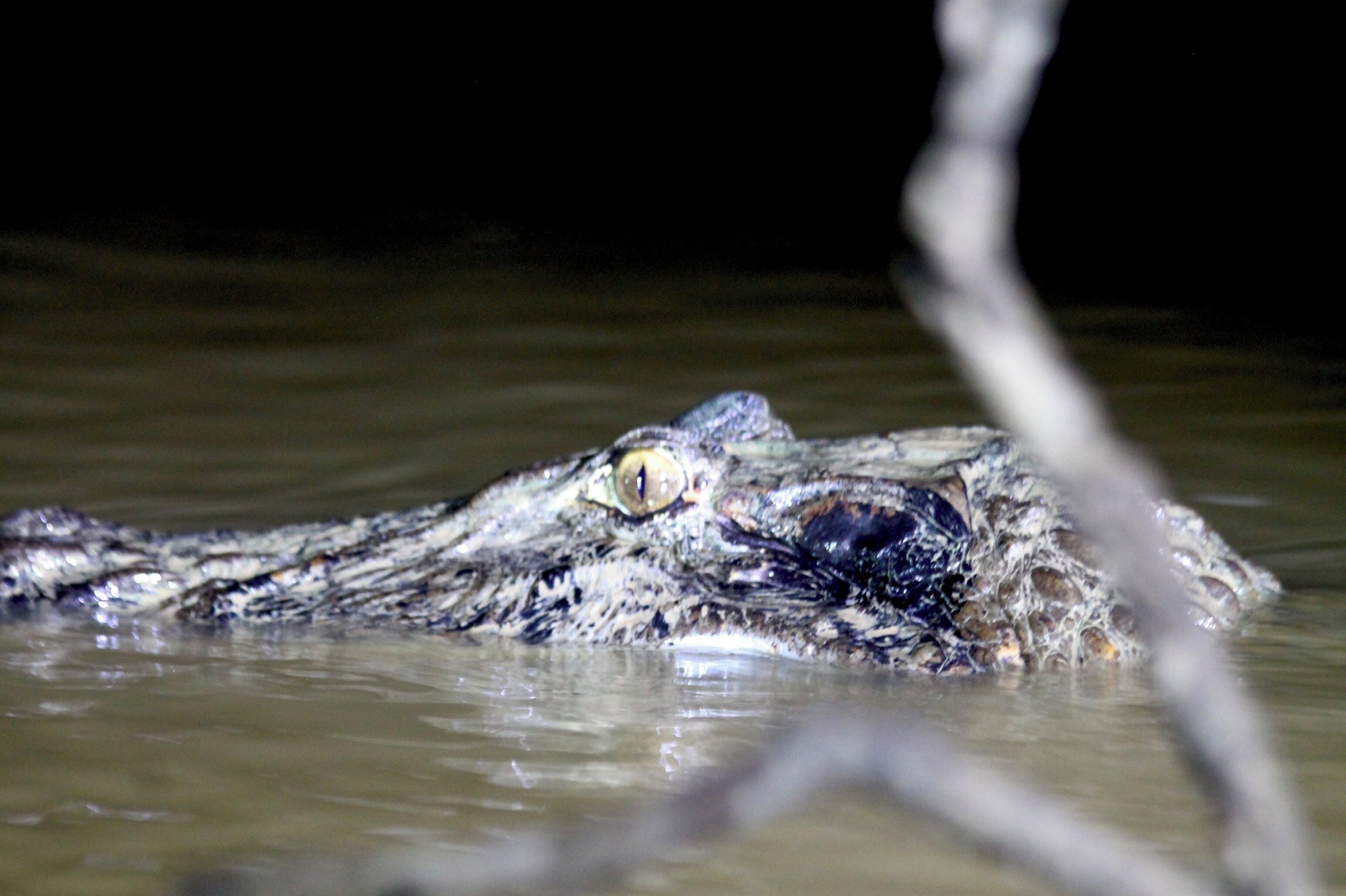 Ein Krokodil, teilweise im Wasser versunken, mit dem Kopf oberhalb der Oberfläche.