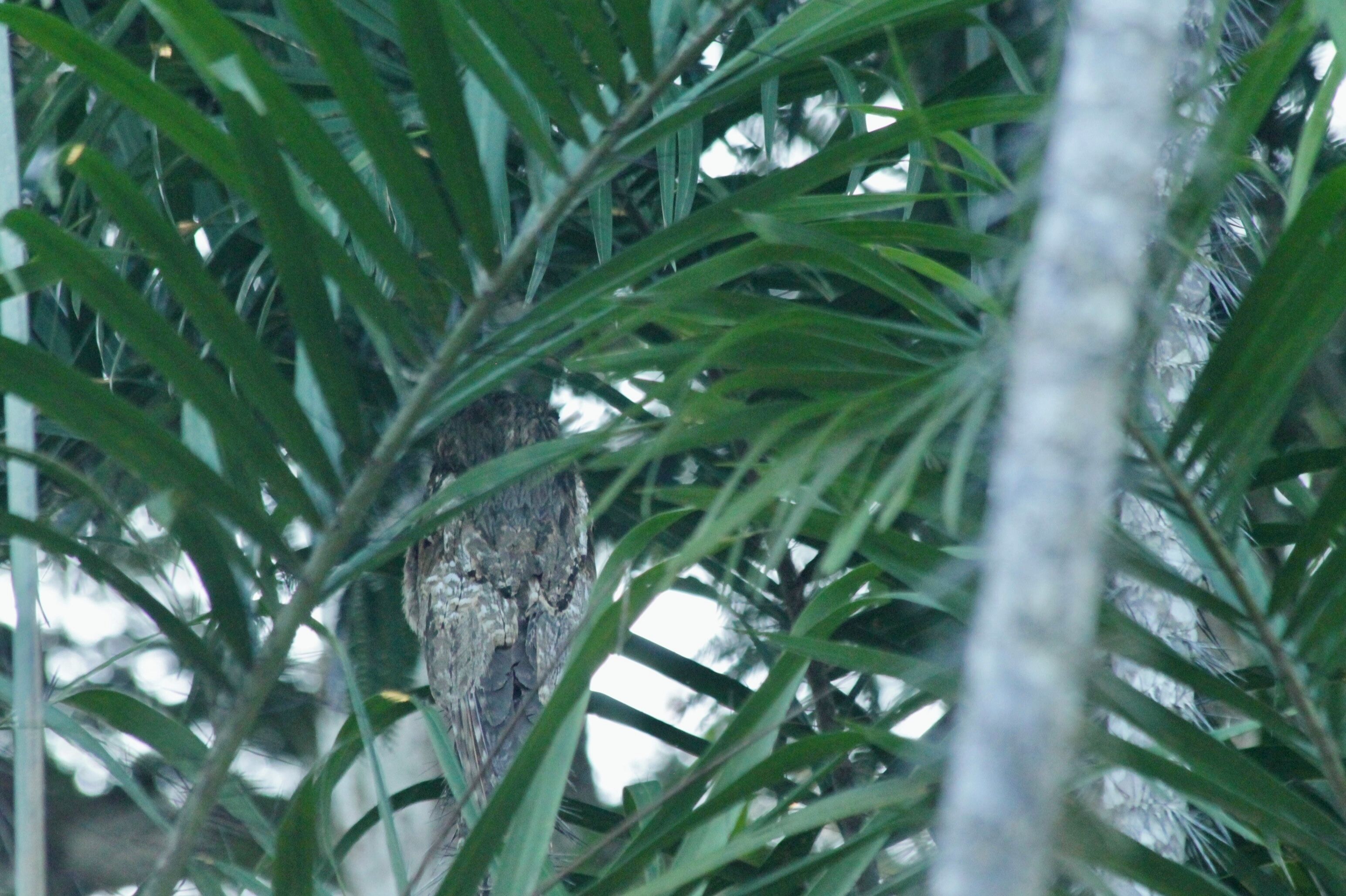 A tree trunk surrounded by dense green foliage.