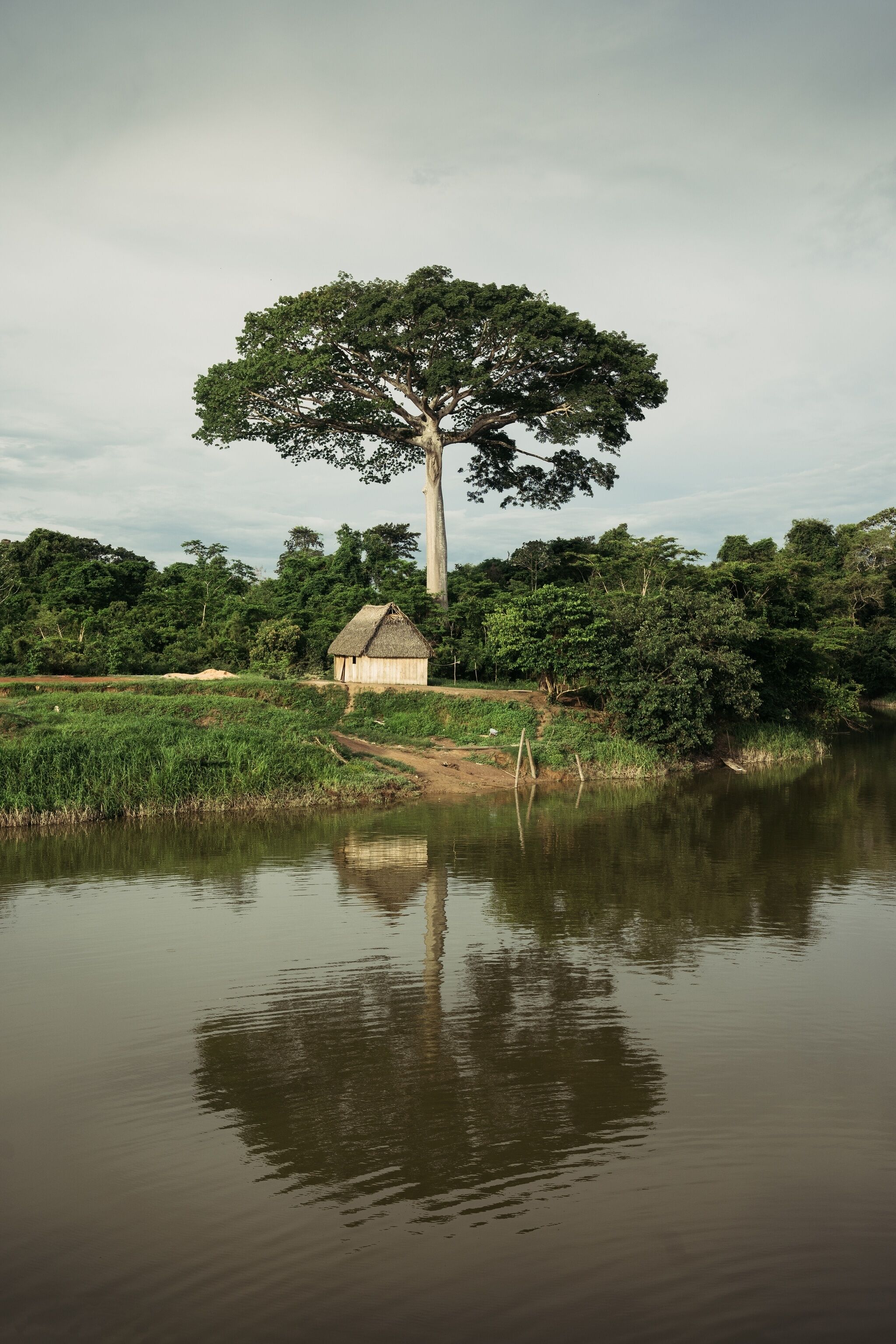 A serene landscape with a large tree, a small house, and a calm body of water reflecting the surroundings.