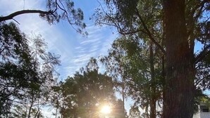 A pathway surrounded by trees with sunlight filtering through. - Fairview at Imbil Country Cabins (Imbil)