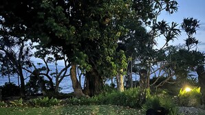 Un jardín ajardinado con diversas plantas y árboles, un sendero pavimentado y una vista al mar al fondo.