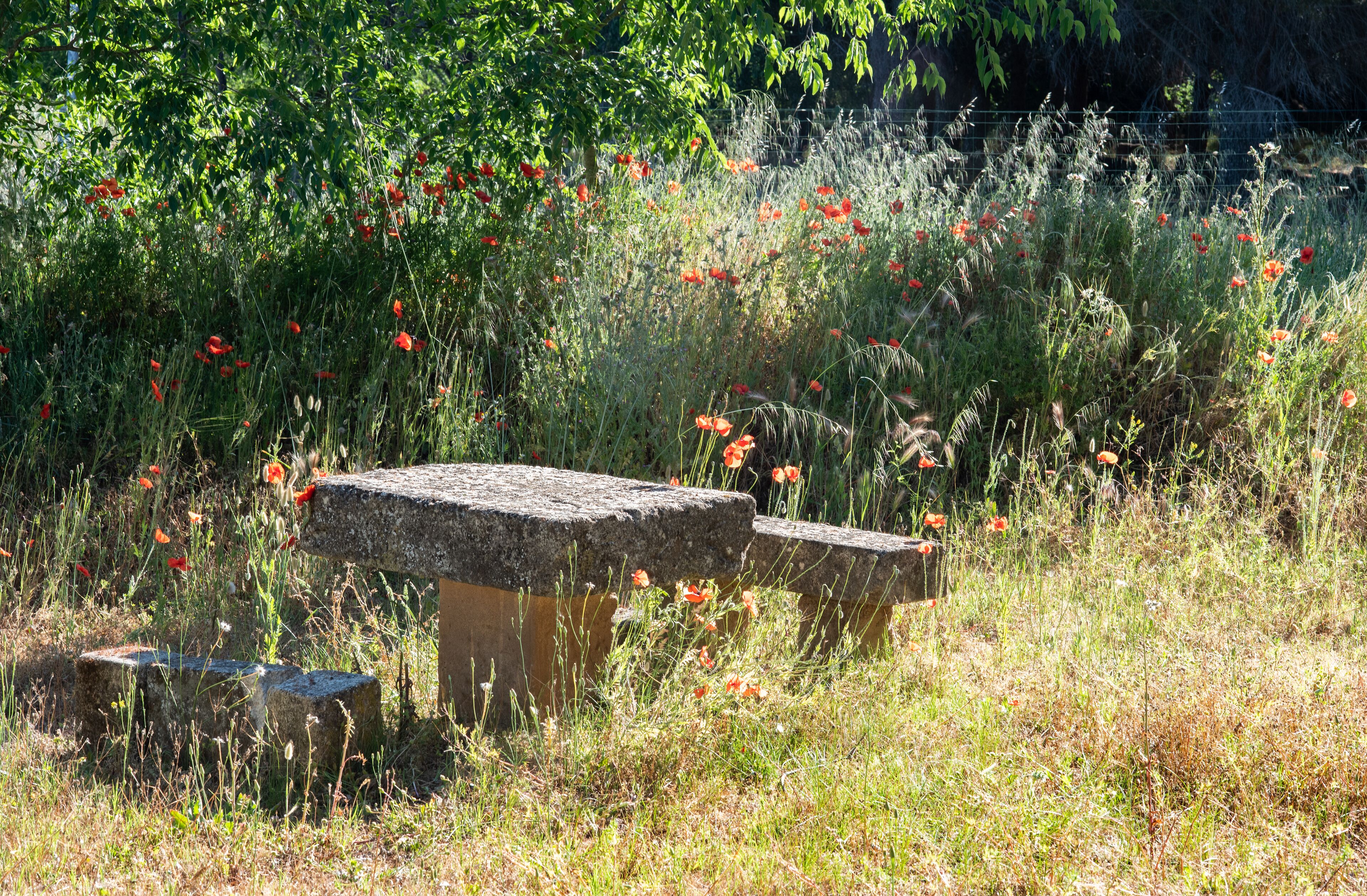 A stone bench in a garden with red flowers and green foliage.