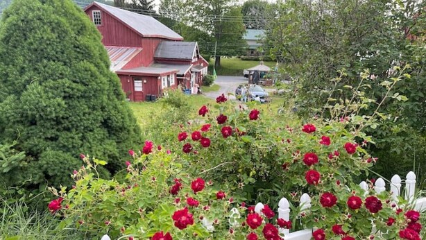 Un paysage rural avec une grange rouge, une clôture blanche et un jardin luxuriant parsemé de fleurs rouges.