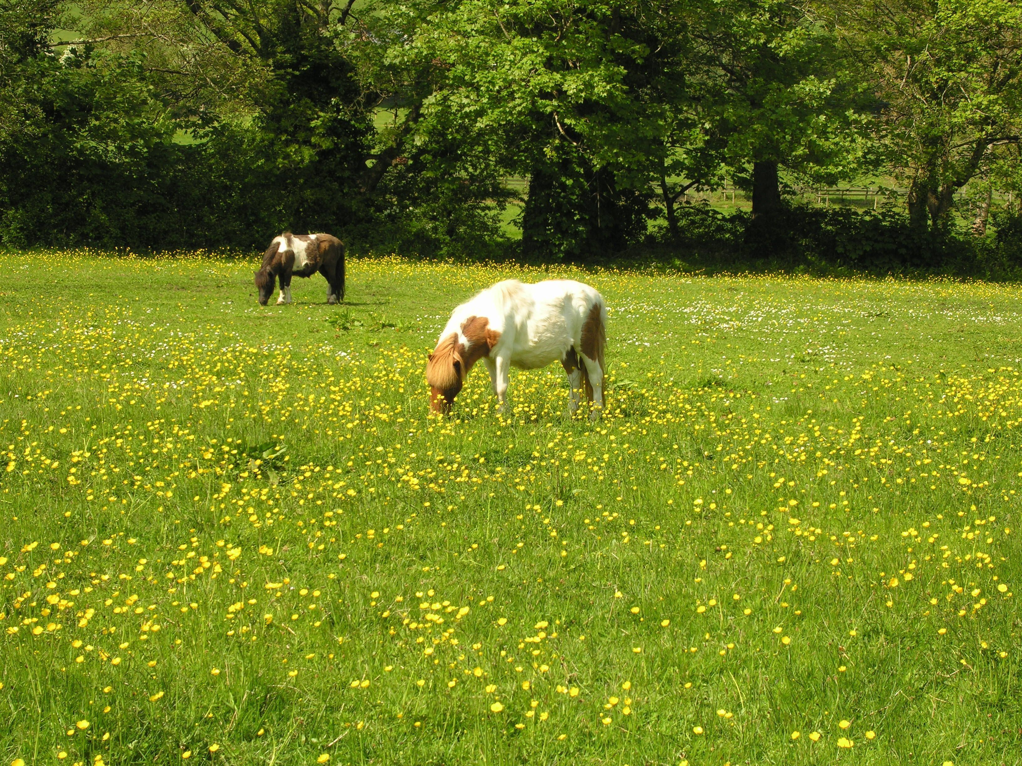 A field with horses grazing, surrounded by trees.