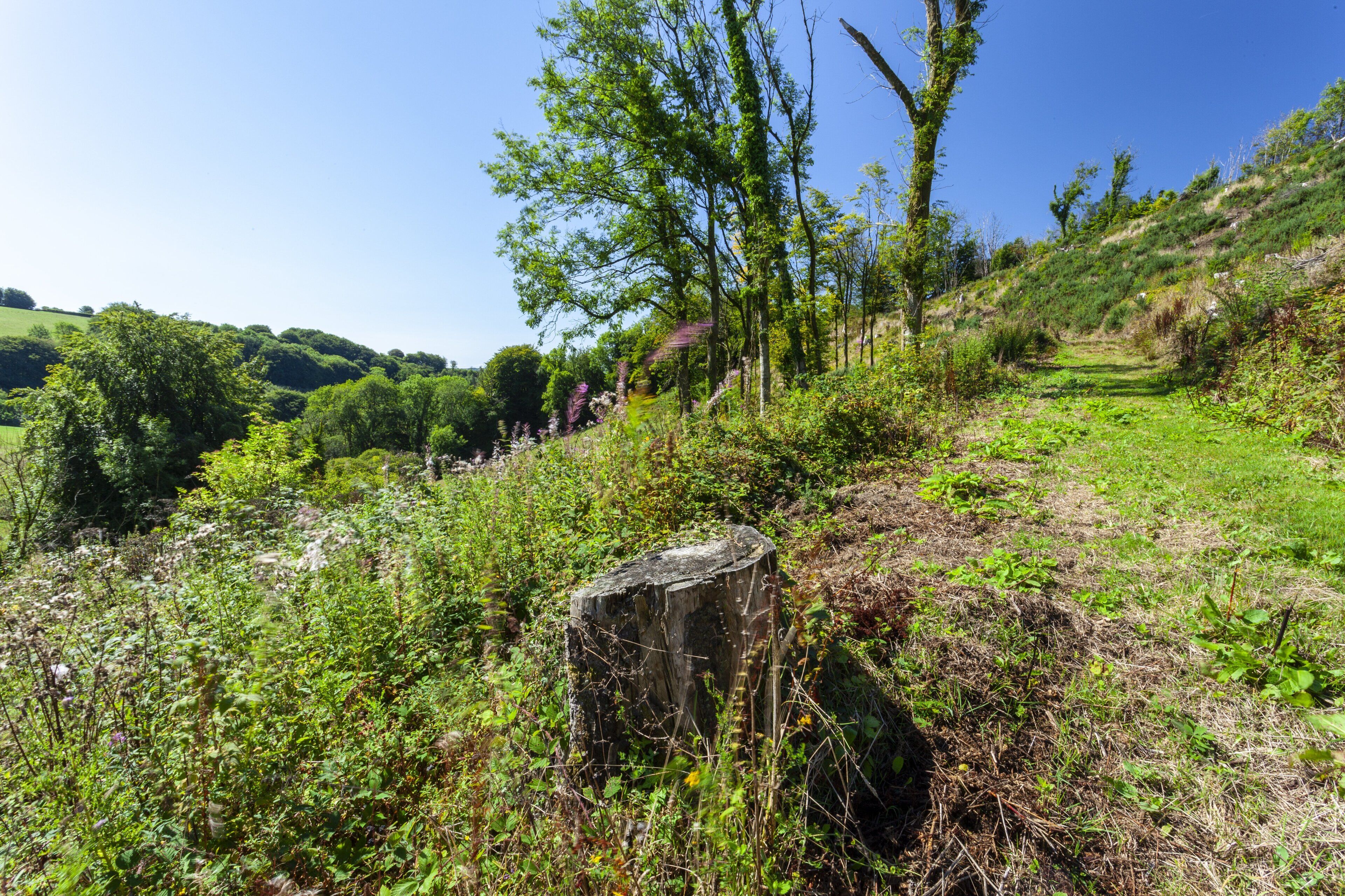 Paisaje natural con un sendero cubierto de hierba, árboles y un poste de madera.