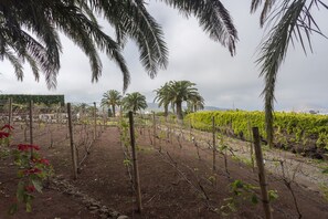 Property grounds - Los Paredones Farm - Private Pool - Garden (Santa María de Guía)