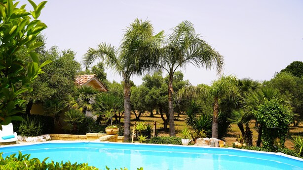 Una piscina rodeada de exuberante vegetación y palmeras.