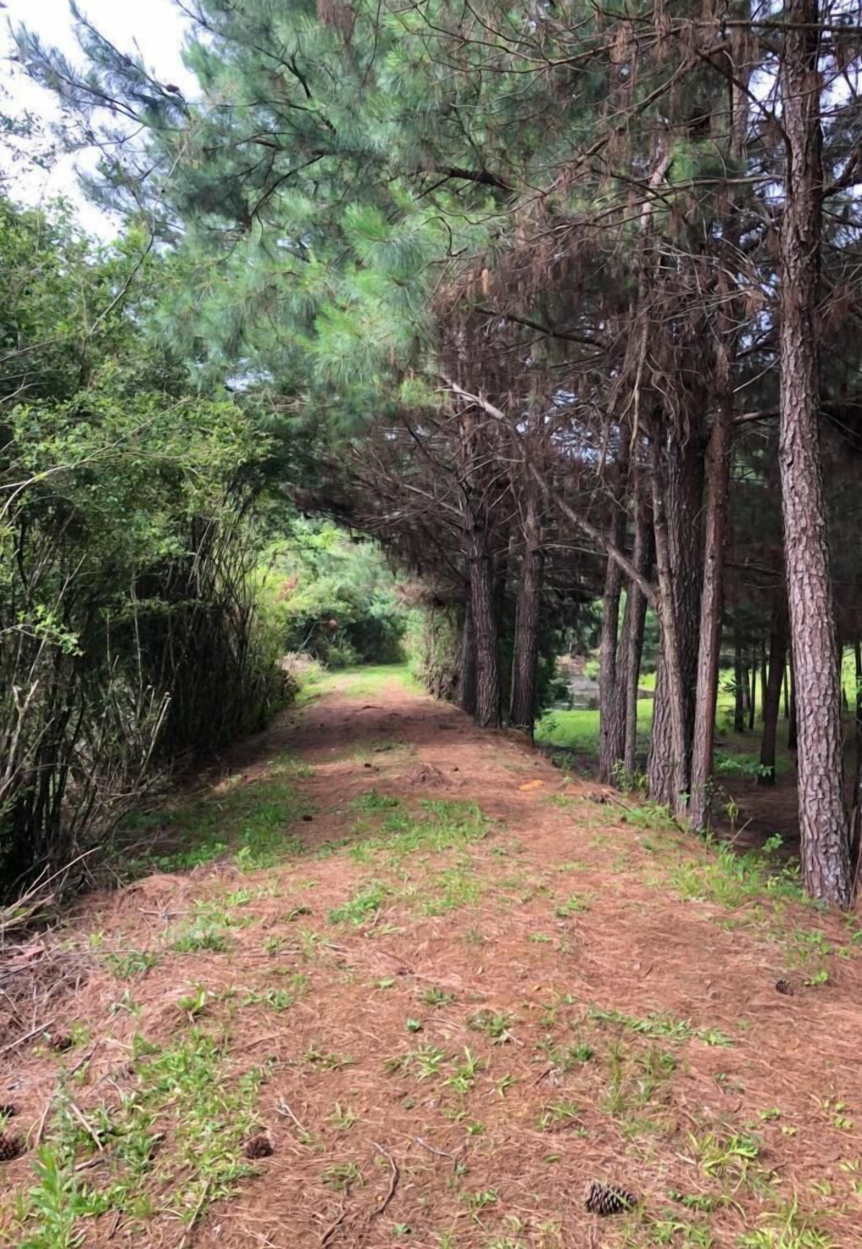 A forested path with pine trees and underbrush.