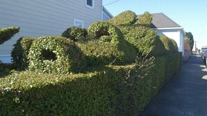 Un arbuste taillé avec soin, orné d’un motif topiaire original, une rue résidentielle et des voitures garées.