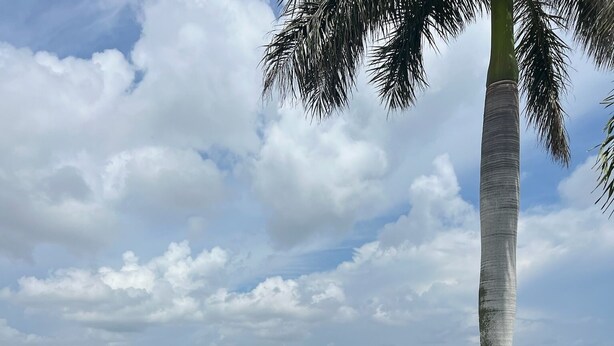 A white gate leading to a waterfront view with a palm tree and greenery. - May availability: Waterfront corner unit, private patio, first floor (Indian Shores)