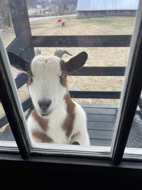 المنشأة من الداخل