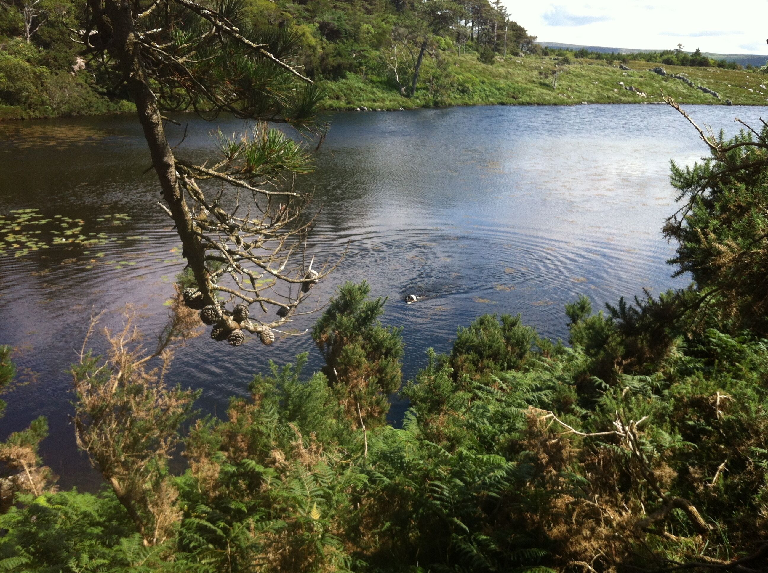 Un paisaje natural con un cuerpo de agua, árboles y helechos.