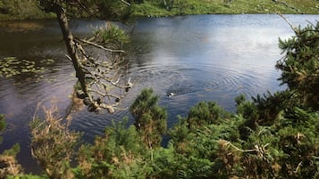 Un paisaje natural con un cuerpo de agua, árboles y helechos.