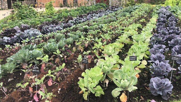 Um jardim com fileiras de vegetais folhosos e um edifício de pedra ao fundo.