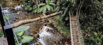 Jungle Glass Box Waterfall View
