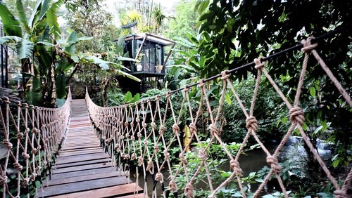 Jungle Glass Box Waterfall View