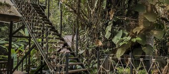 Jungle Glass Box Waterfall View
