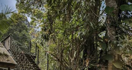 Jungle Glass Box Waterfall View