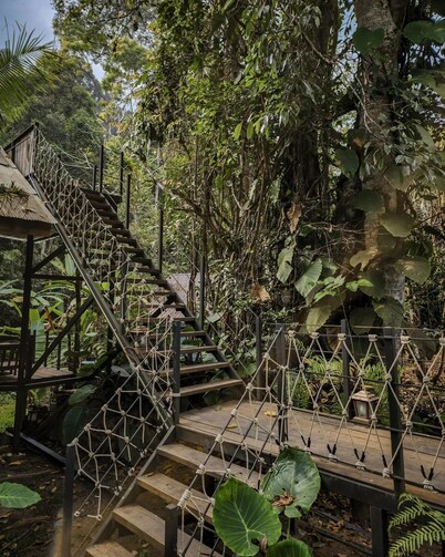 Jungle Glass Box Waterfall View