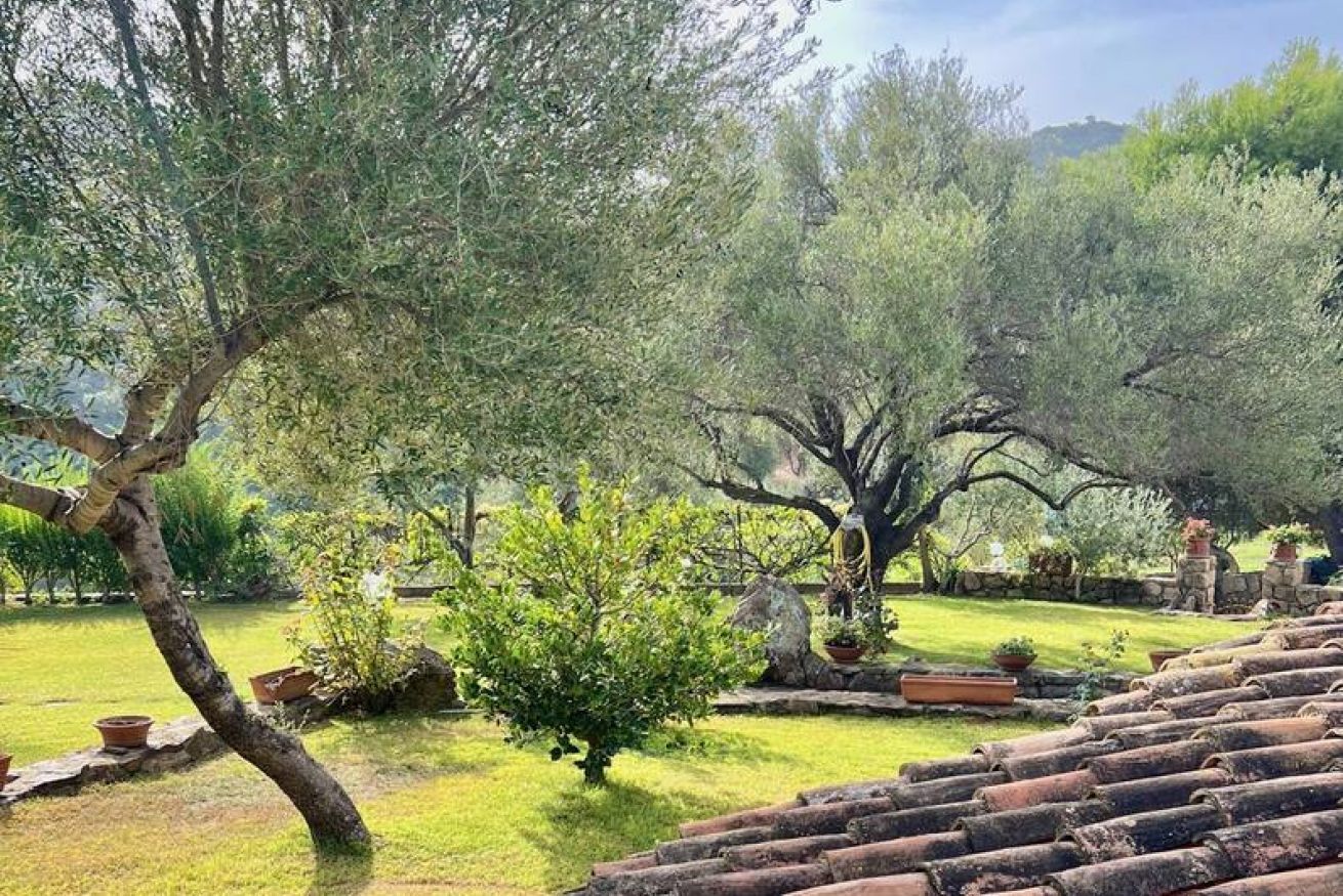 A garden with olive trees, a stone wall, and a tiled roof.