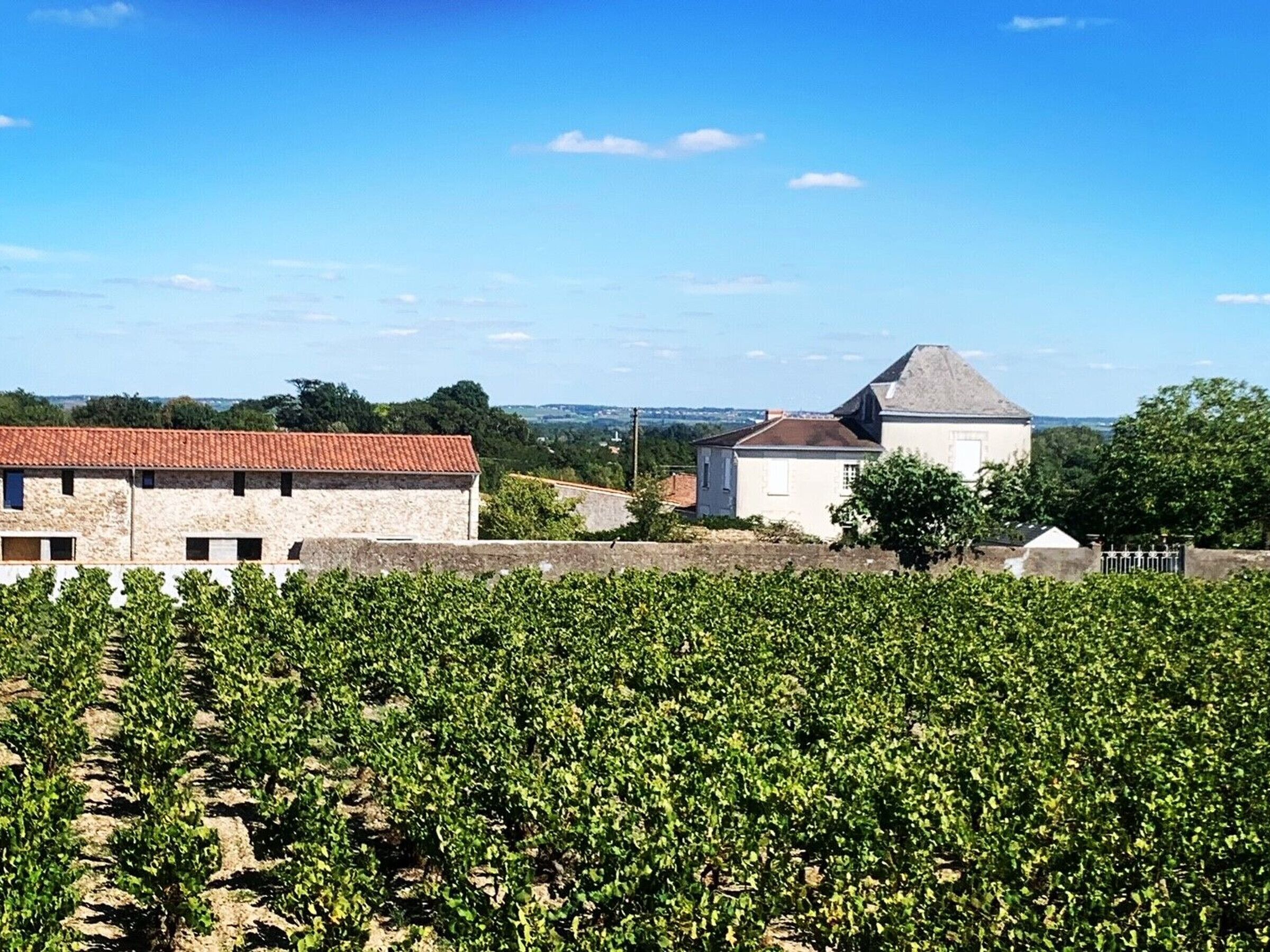 Ein Weinberg mit Reihen von Reben, ein Steingebäude mit rotem Dach und im Hintergrund ein Gebäude mit grauem Dach.