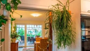 Cozinha com armários brancos, uma planta pendurada e vista para o exterior.