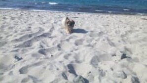 Uma praia com um cachorro caminhando na areia.