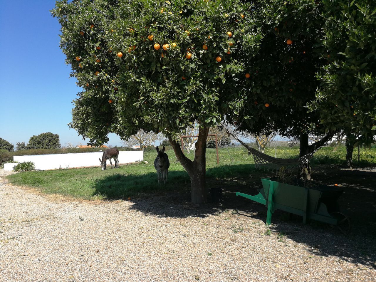 A tree with oranges, a horse grazing, and a green wheelbarrow.