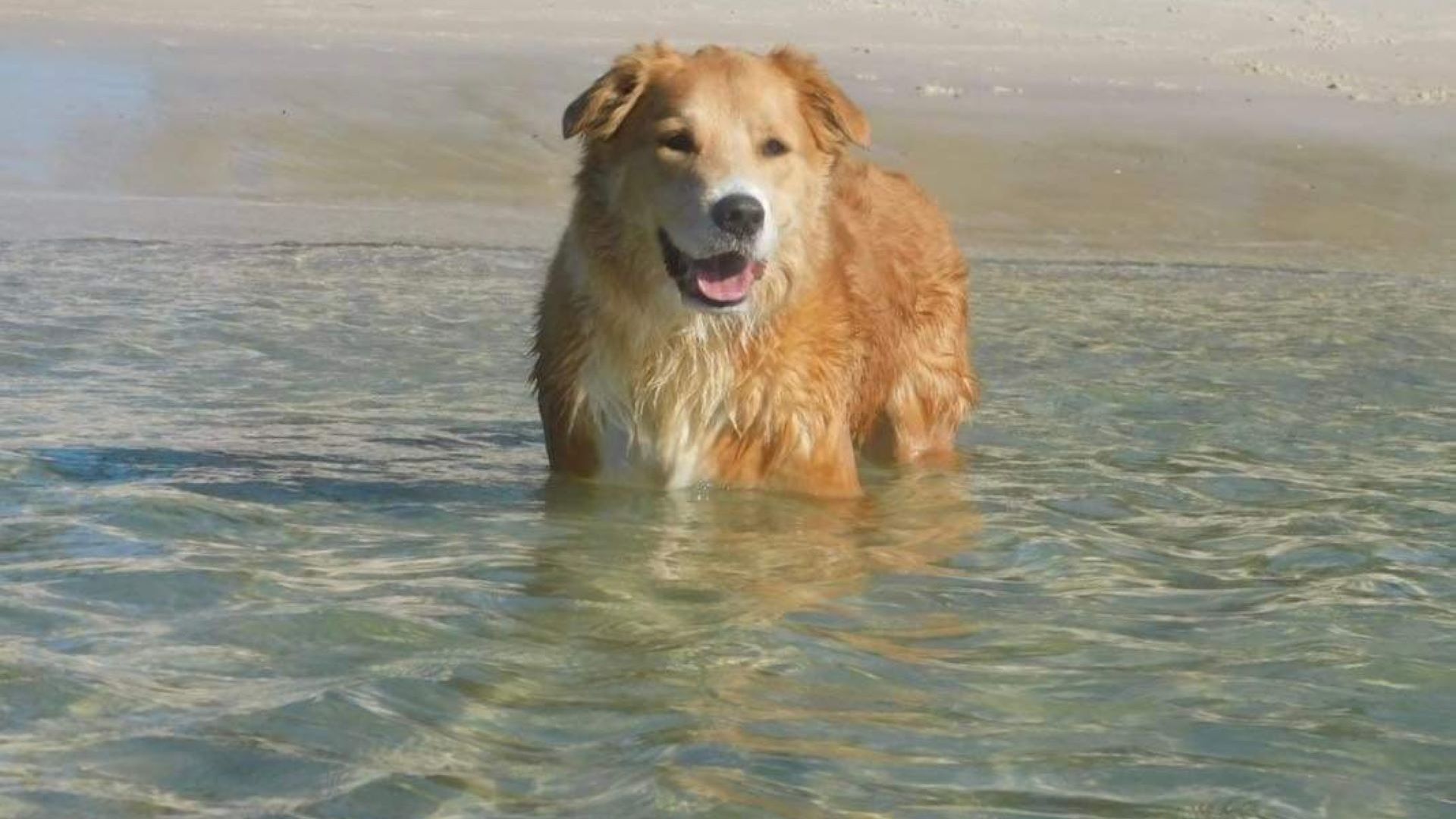 Een hond staat in ondiep water.