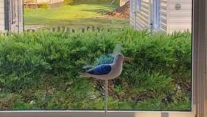 Een vogel op een paal voor een raam met uitzicht op een grasveld met twee stacaravans.