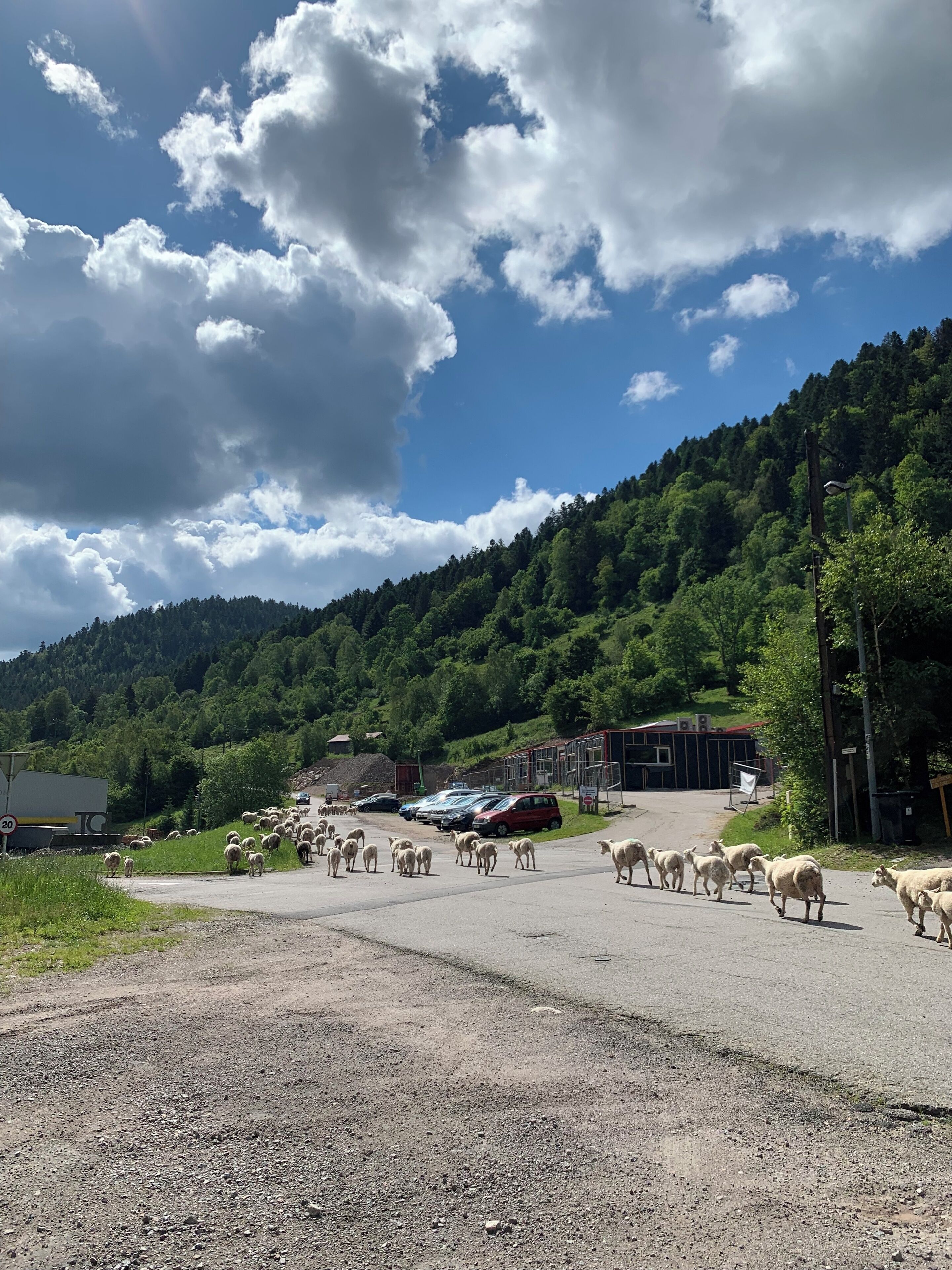 A rural road with a herd of sheep crossing, surrounded by green hills and a clear sky.