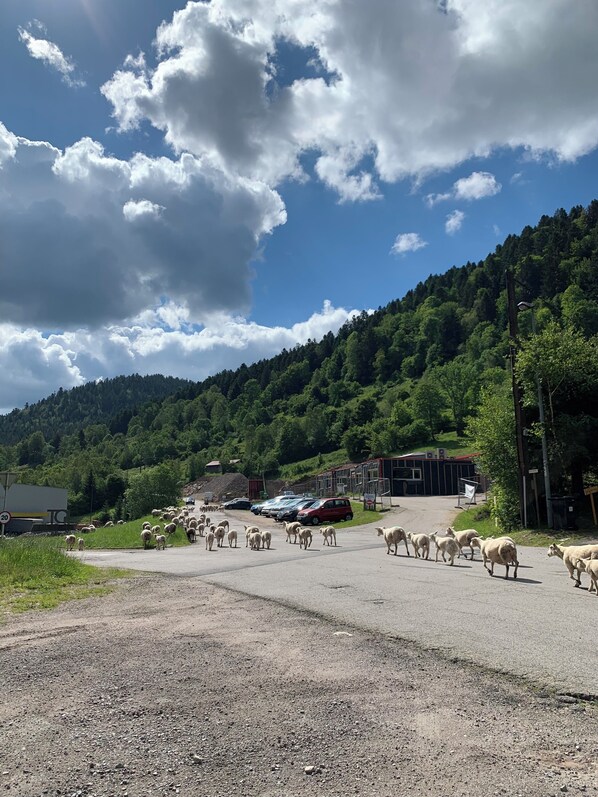 A rural road with a herd of sheep crossing, surrounded by green hills and a clear sky.