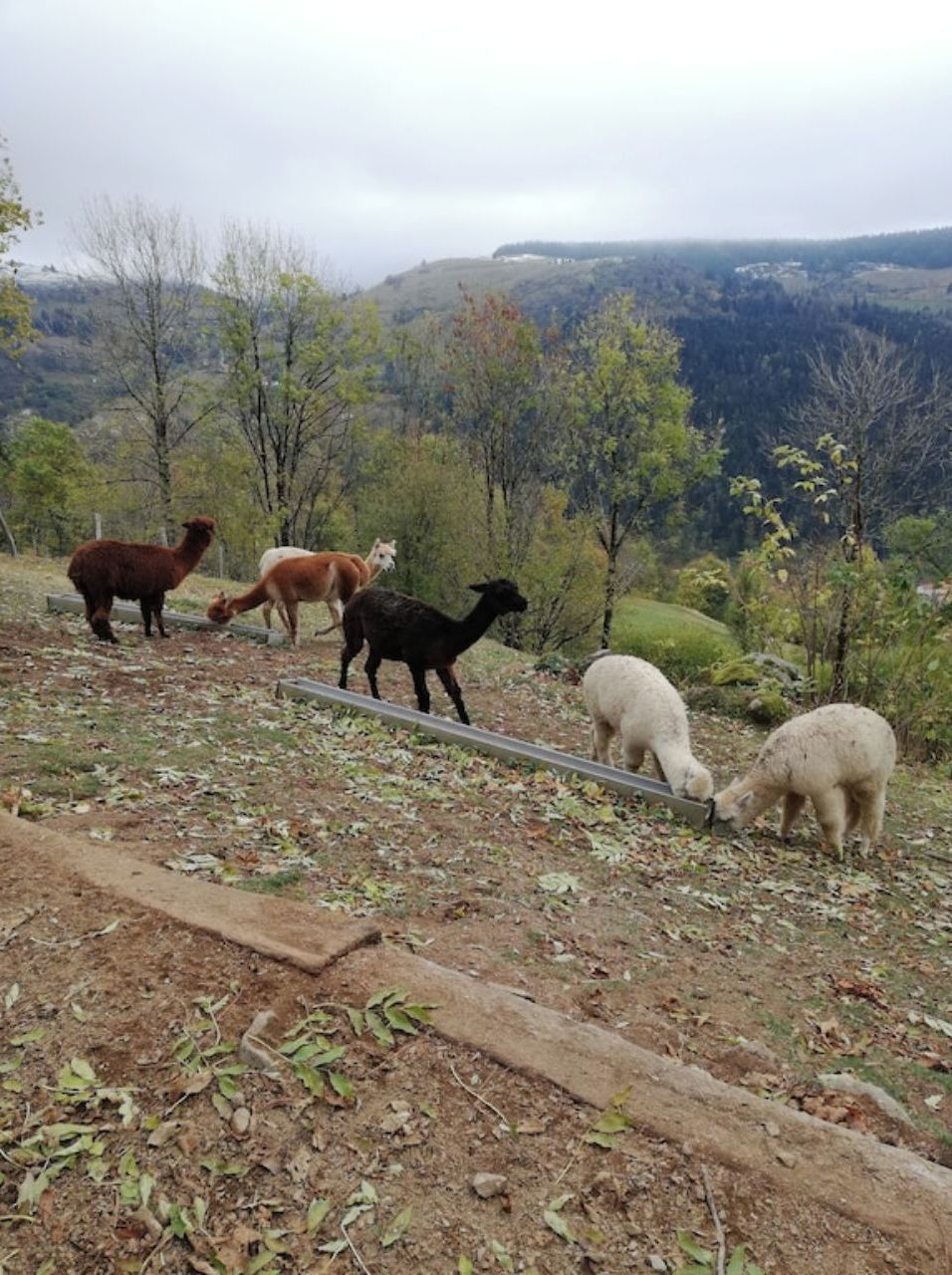 Een groep dieren graast op een heuvel, met een bebost landschap op de achtergrond.
