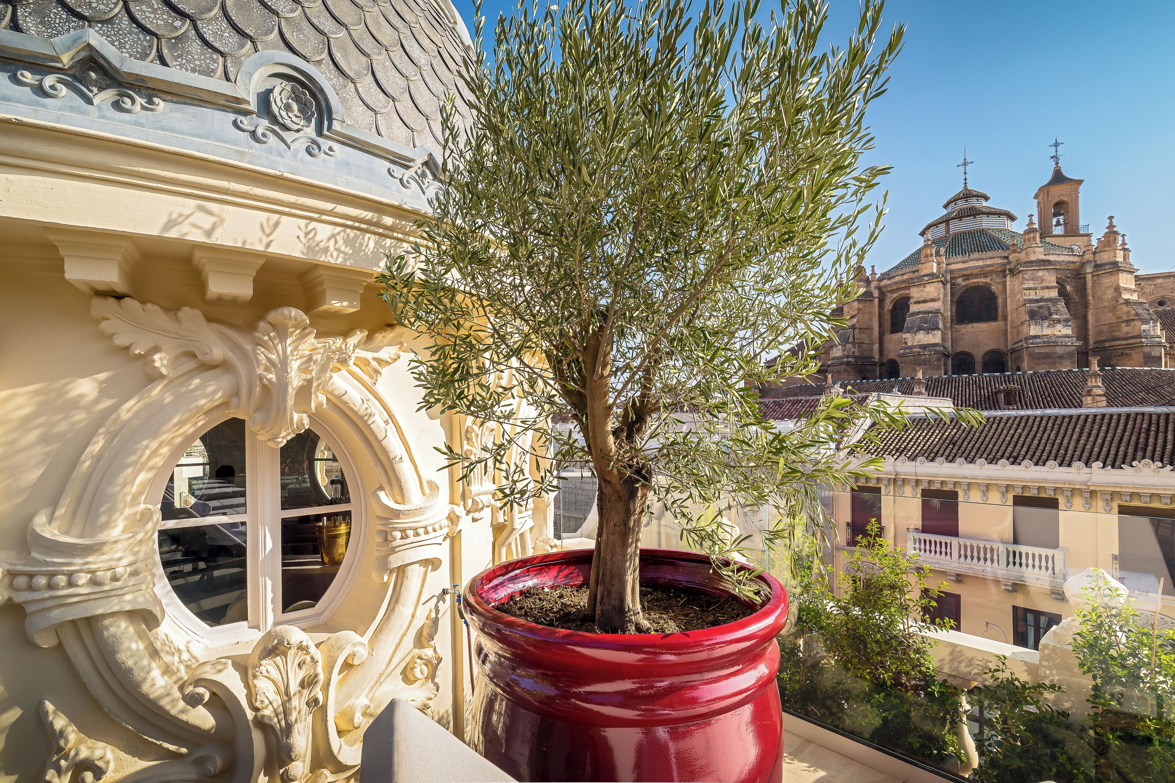 A potted olive tree in front of a building with ornate architectural details and a view of a historic church in the background.