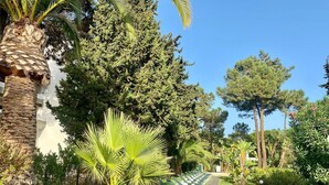 A pathway lined with green chairs, a palm tree, and a variety of greenery.
