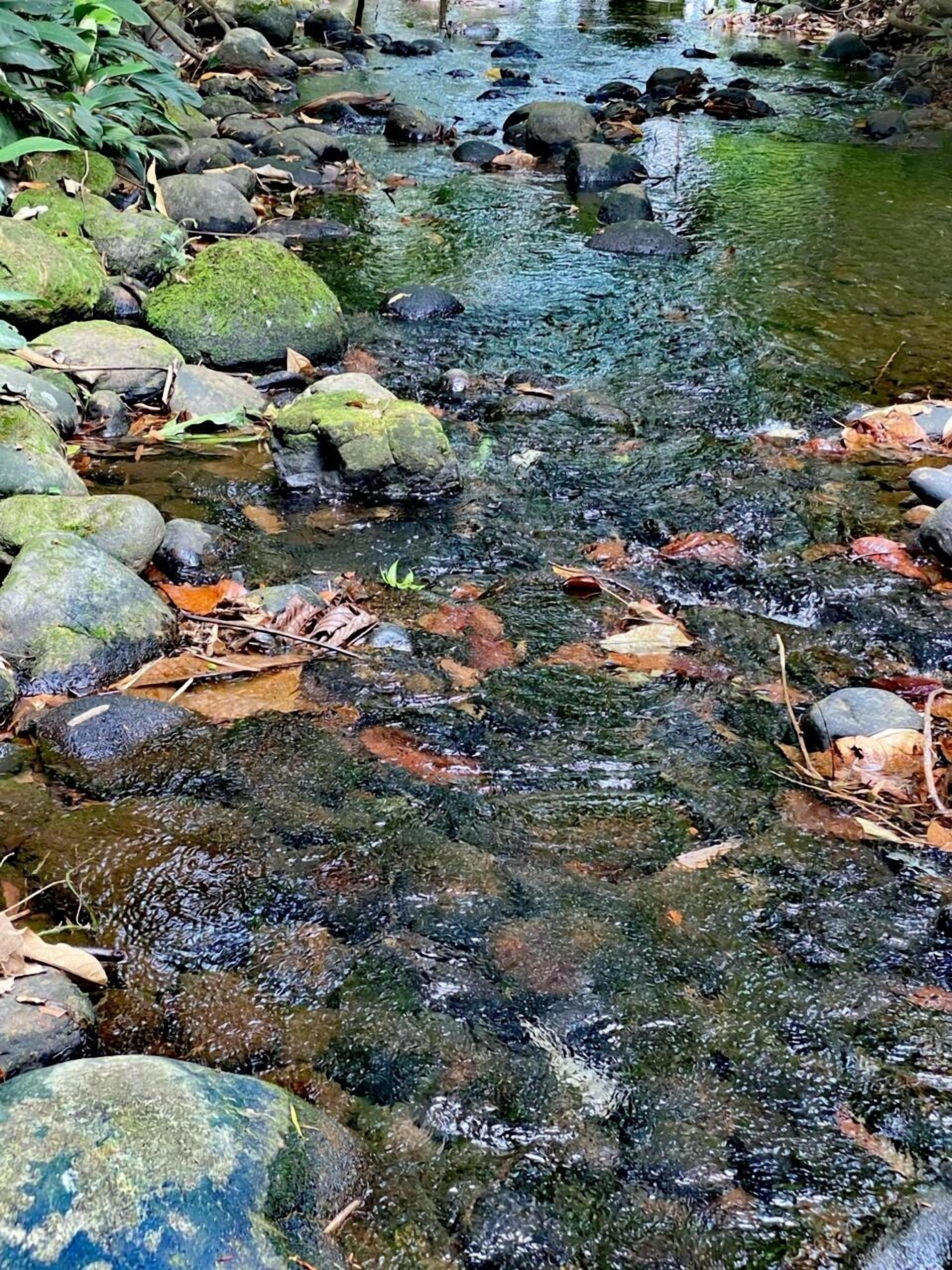 A stream with clear water flowing over rocks, surrounded by fallen leaves and moss-covered stones.