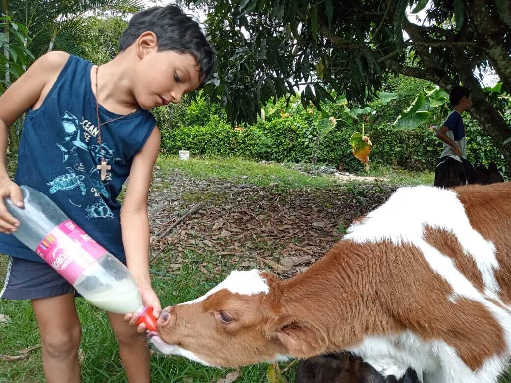 Una persona alimentando una vaca en un entorno natural exuberante y verde.