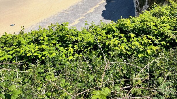 Un paisaje costero con playa arenosa, un acantilado y vegetación exuberante en primer plano.