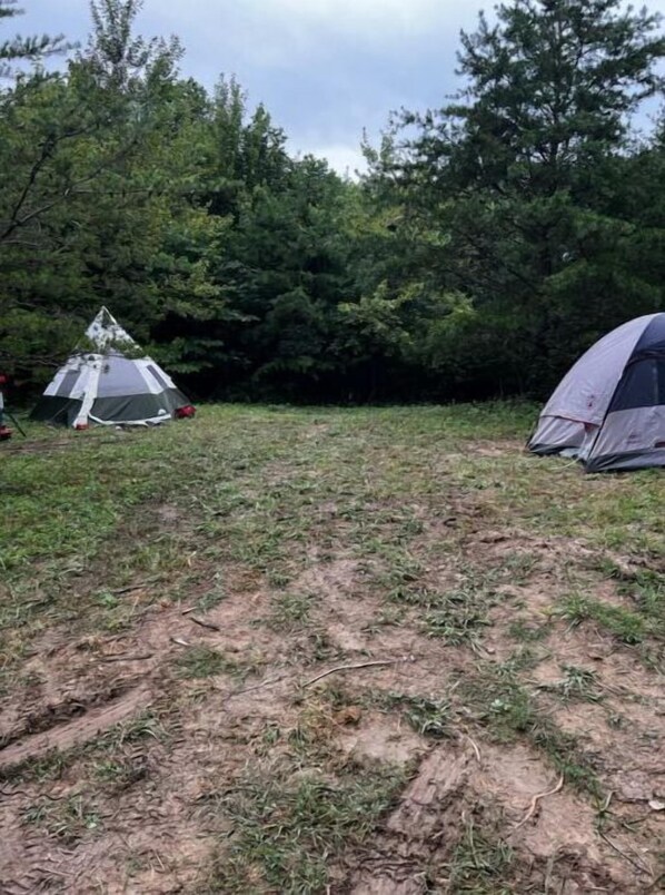 Camp under the shade of dense trees in a serene natural setting.