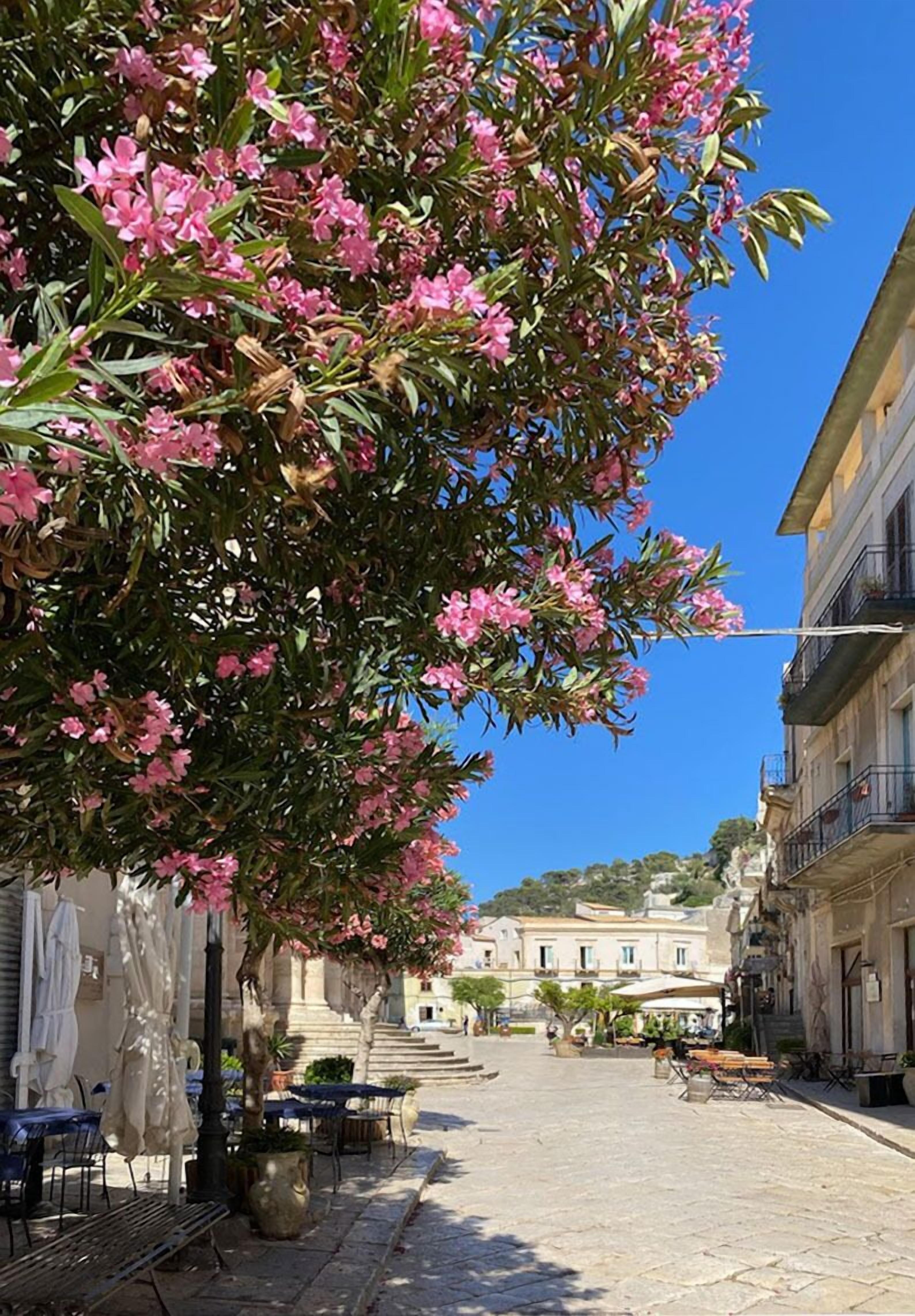 A street with outdoor seating, a tree with pink flowers, and buildings in the background.